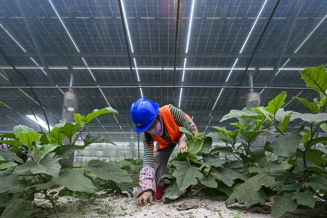 海南文昌：鹽堿地上建光伏 光伏板下種蔬果